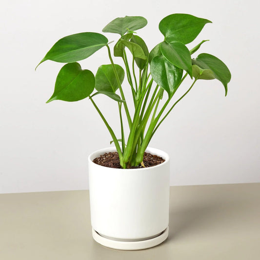 Philodendron Monstera Split-Leaf | Live Plant for Indoor & Outdoor | for Living Room, Office, Bathroom | (6" Pot, White Cylinder)