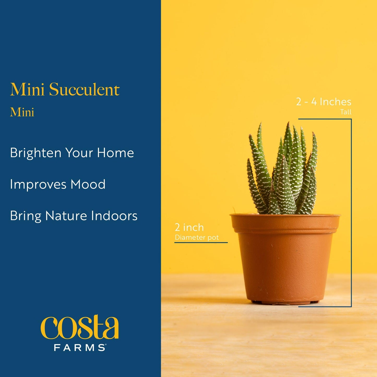 Costa Farms Mini Succulent Live Plants in Decorative Pots, Easy to Maintain Indoor Succulents, Houseplants for Home or Office Decor, House Warming or Birthday Gift, 2-3.5 Inches Tall, Pack of 3