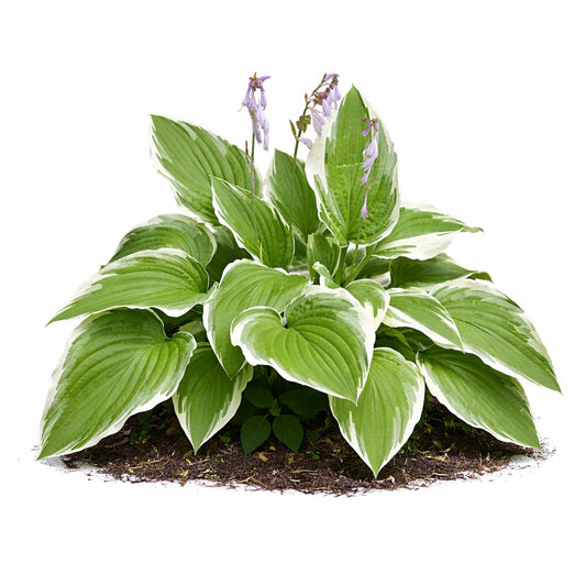 Easy to Grow Hosta Francee 3 Plant Bareroots - Green & White Variegated Foliage for Shade, Summer Flowers Outdoor Zones 3-8