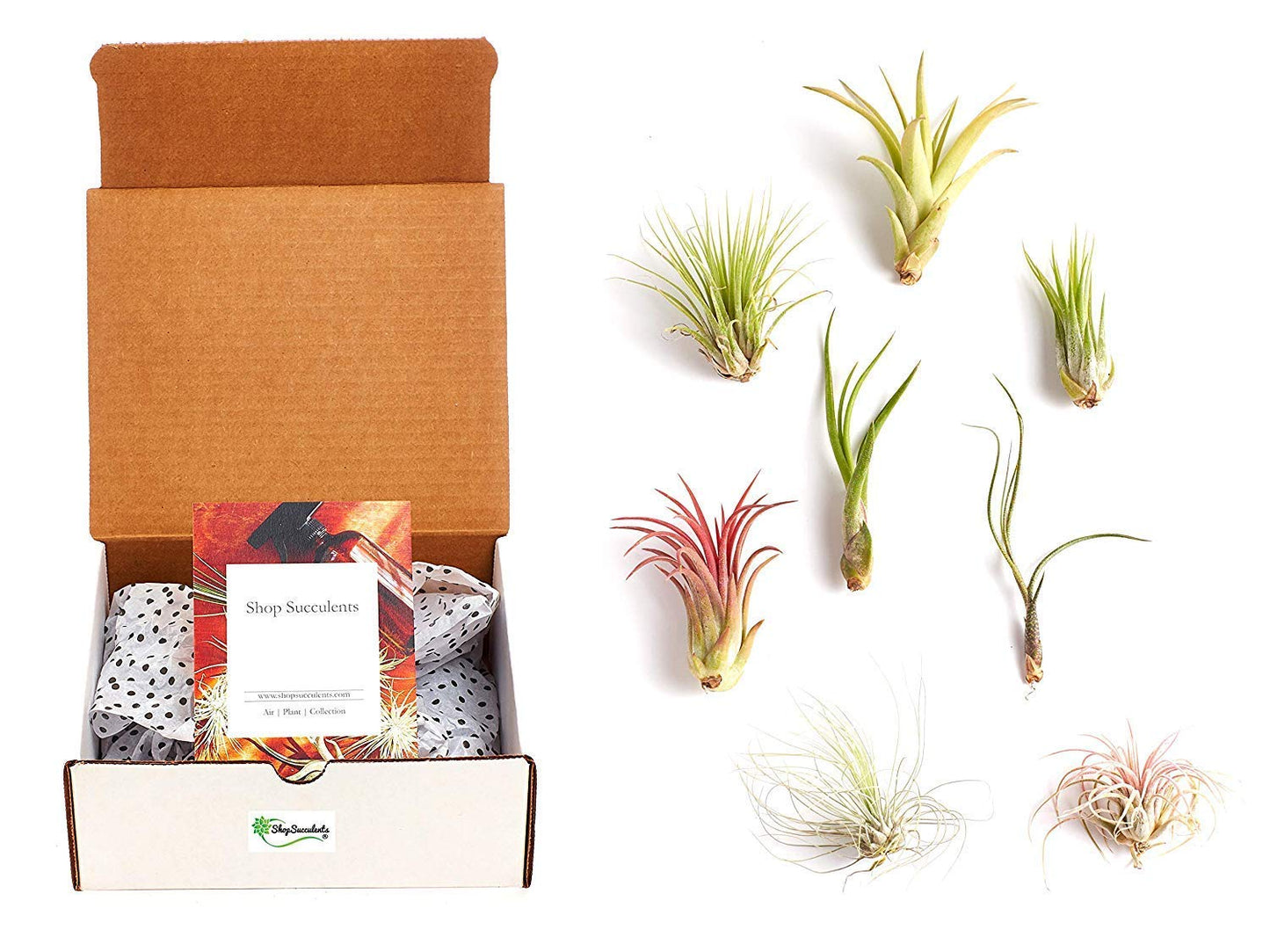 Shop Succulents | Assorted Collection of Live Air Plants, Hand Selected Variety Pack of Air Succulents | Collection of 8