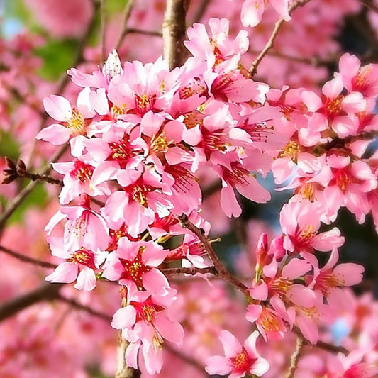Cherry Blossom Tree Live Plant, 8-12" Tall, Ornamental Cherry Blossom Flowers for Outdoor Planting, No Ship to CA, in Pot (Dark Pink Cherry)