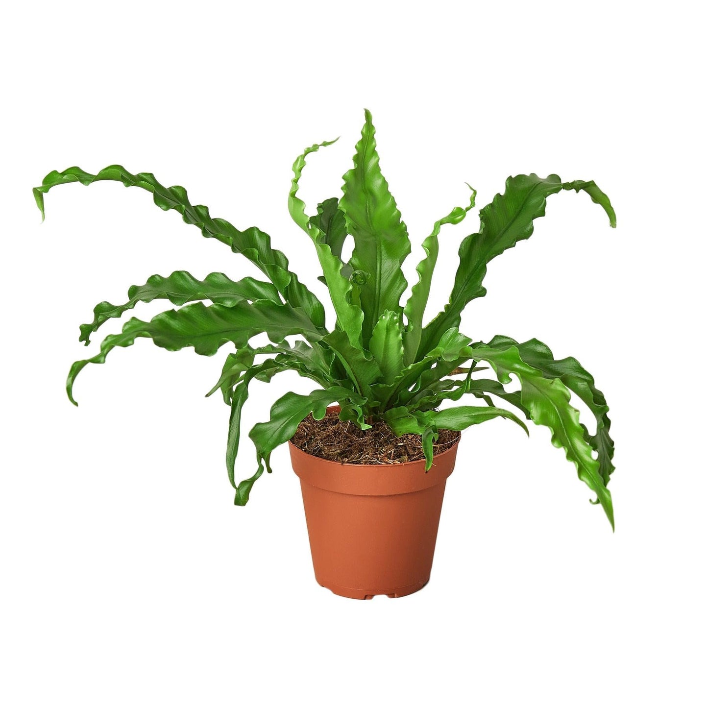 Birds Nest Victoria Fern | Live Plant for Indoor & Outdoor | for Living Room, Office, Bathroom | (6" Pot)