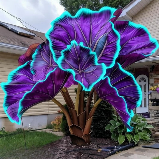 EDRHTJG Black Elephant Ear Alocasia for Landscape Foliage Softens Hardscape Poolside Decor Vibrant Tones-Creates an Elegant Atmosphere (6)