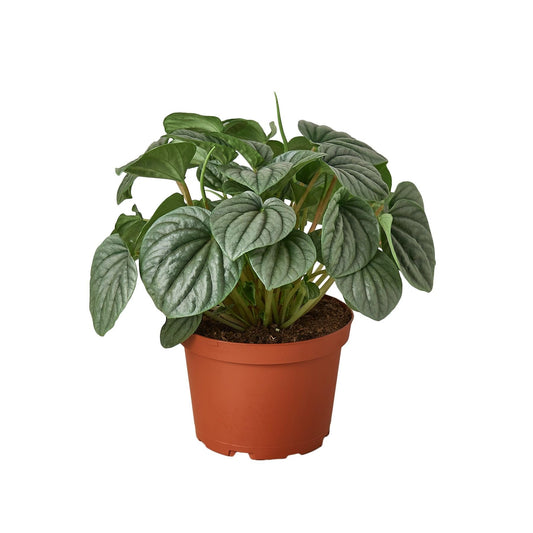 Peperomia 'Frost' | Live Plant for Indoor & Outdoor | for Living Room, Office, Bathroom | (4" Pot)