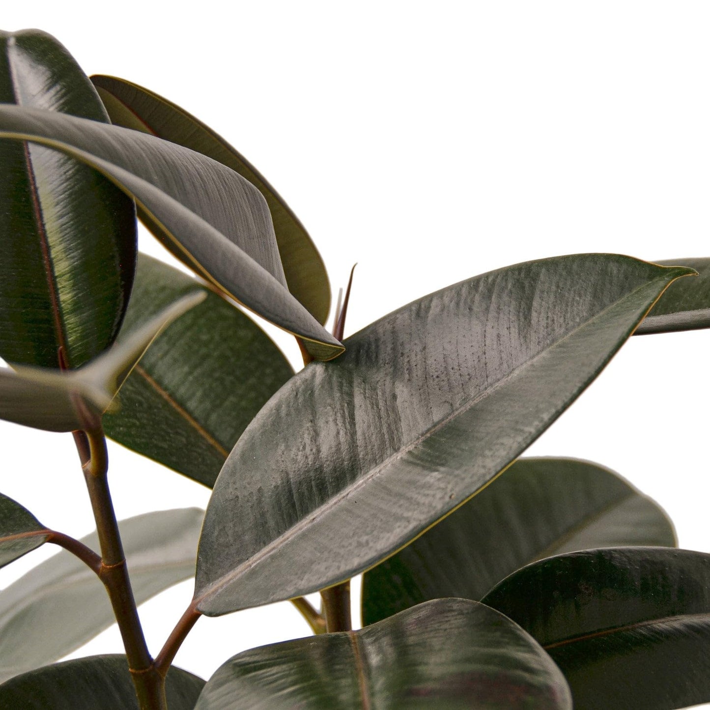 9 Pack Ficus Elastica 'Burgundy' in 4in Pot - Live Plants Tropical Houseplants | Variegated | USA Growers | The Snobby Leaf