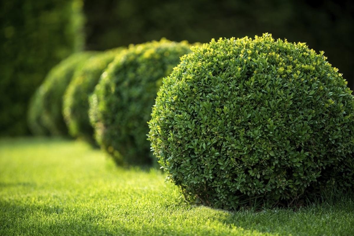 Japanese Boxwood | 3 Live 4 Inch Pots | Buxus Microphylla | Formal Evergreen Low Maintenance Hedge Plants