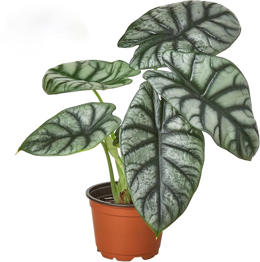 Alocasia Silver Dragon | Live Plant for Indoor & Outdoor | for Living Room, Office, Bathroom | (6" Pot, White Cylinder)