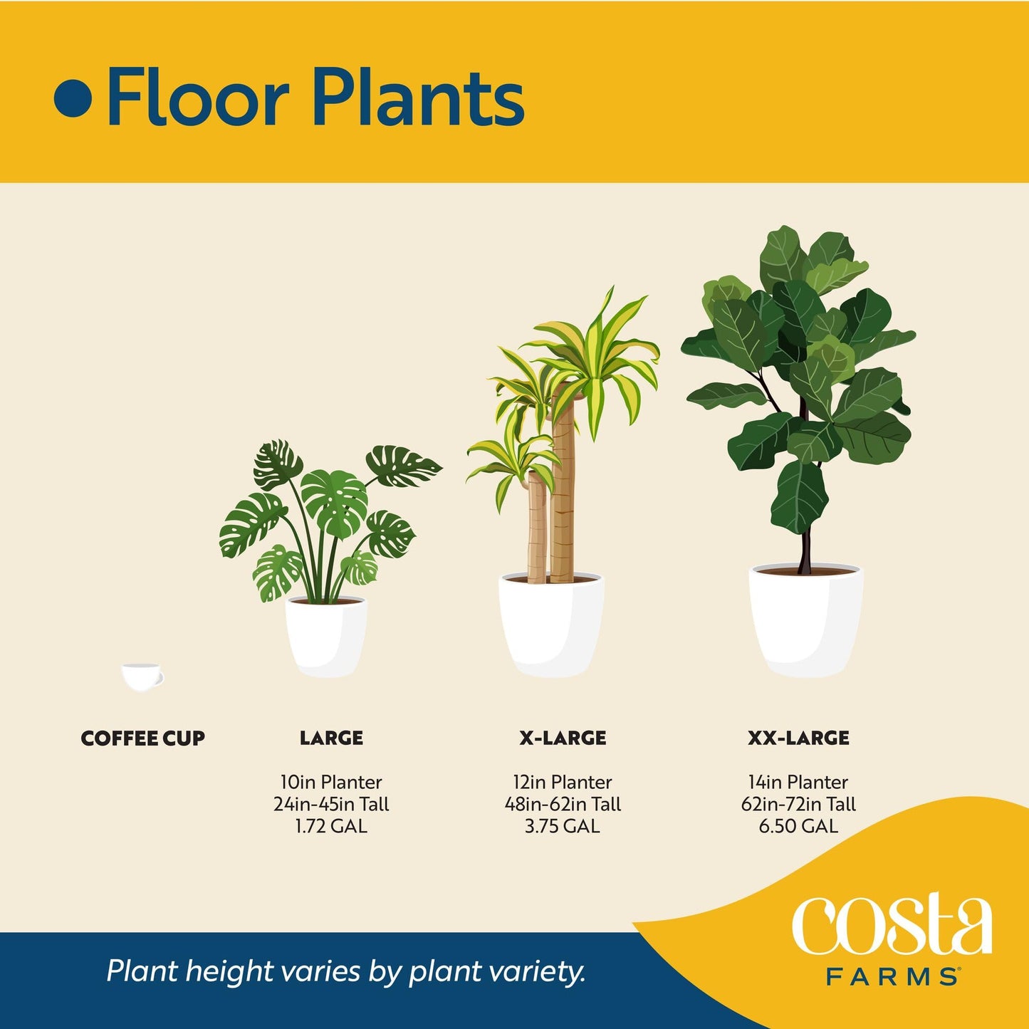 Costa Farms Chinese Evergreen, Aglaonema Easy To Grow Live Indoor Plant in Premium Décor Planter Pot, Houseplant in Potting Soil Mix, Housewarming, Unique Home Décor or Room Decor, 2-3 Feet Tall