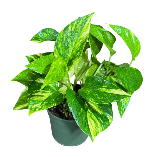 PLANTVERS Golden Pothos in a 4" Nursery Pot – Epipremnum Aureum – Live Vining Plant – Low Maintenance Indoor Plant – Air Purifying Houseplant – Easy Indoor Climbing Vine