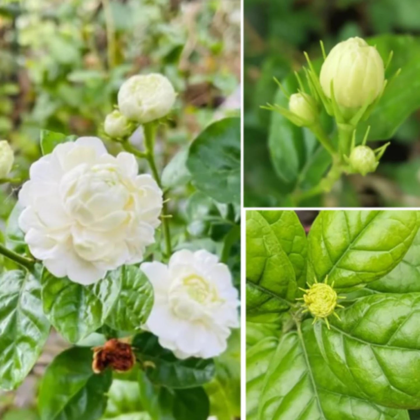 2 Maid of Orleans Arabian Jasmine Plants Live, 5 to 7 Inc Tall, Jasmine Plant Indoor Live Fragrant Flower Garden Outdoor Planting