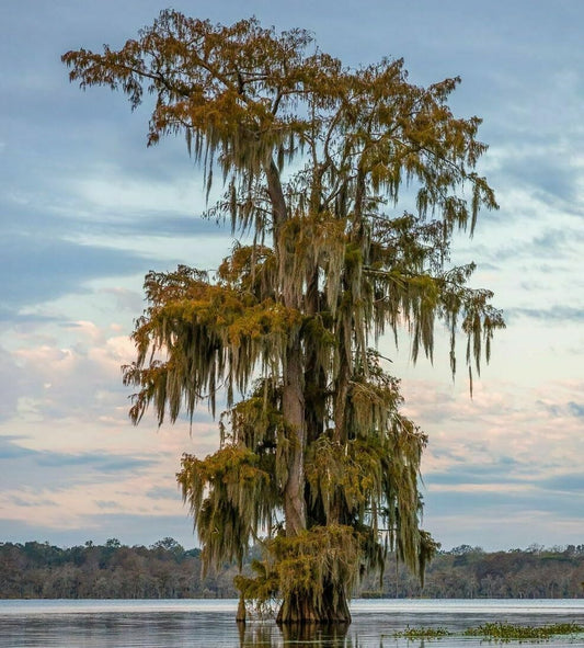 Live Plant - 2 Bald Cypress Trees - Live Plants - 18-24" Tall - Qt Pot - Taxodium distichum