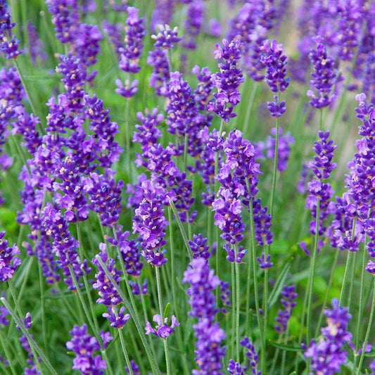 Greenwood Nursery: Live Perennial Plants - Munstead Lavender + Lavandula Angustifolia - [Qty: 2X 3.5 Pots] - (Click for Other Available Plants/Quantities)