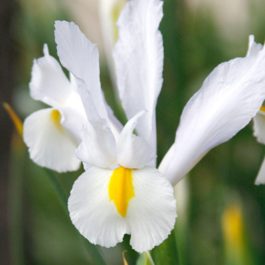 Dutch Iris ‘White Van Vliet’ Bulbs – Elegant White Hollandica Variety | Hardy Mid-Spring Blooms, Deer Resistant, Great for Naturalizing, Borders, and Long-Lasting Cut Flower Arrangements