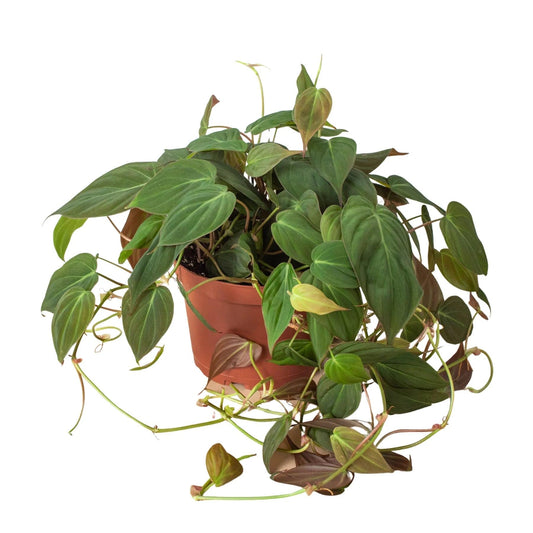 Philodendron 'Velvet' | Live Plant for Indoor & Outdoor | for Living Room, Office, Bathroom | (6" Pot)