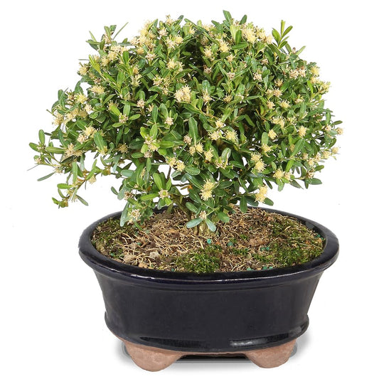 Brussel's Live Harland Boxwood Outdoor Bonsai Tree - 3 Years Old; 6" to 8" Tall with Decorative Container