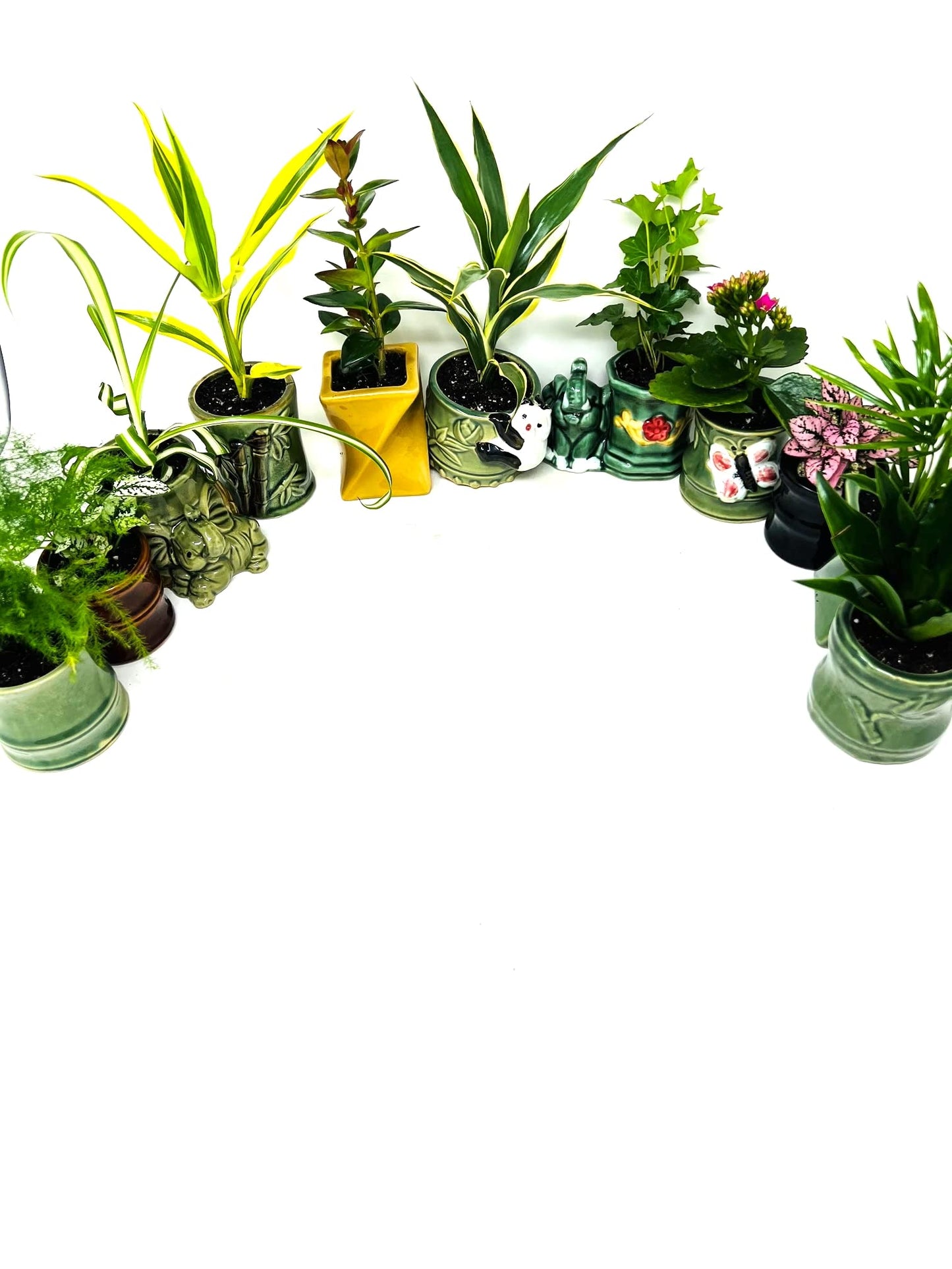 JM BAMBOO Easy to Care Plant Collection 8 Pack 2 Ceramic Pot Live Houseplants