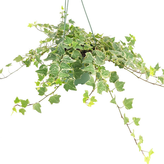Glacier English Ivy (4" Grower Pot) - Best Trailing Houseplants to Grow - Eye-catching, Air-Purifying, Easy to Grow Houseplant - Live Healthy Houseplant for Home Office Decoration