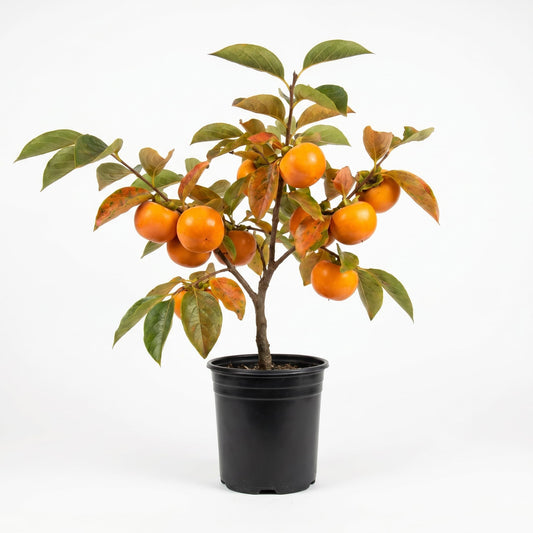 American Persimmon Tree Live Plant, 1 Year Old Persimmon Ready to Plant, Hardy Persimmon Fruit Plant in Quart Pot
