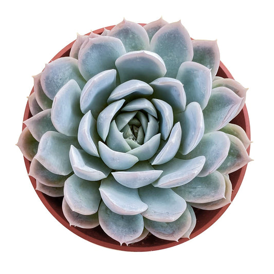 Sprout N Green Echeveria Elegans Mexican Snowball, Live Mini Succulent Plant Fully Rooted in 4" Pot, Indoor Outdoor Home Office Wedding Decoration Party Favor