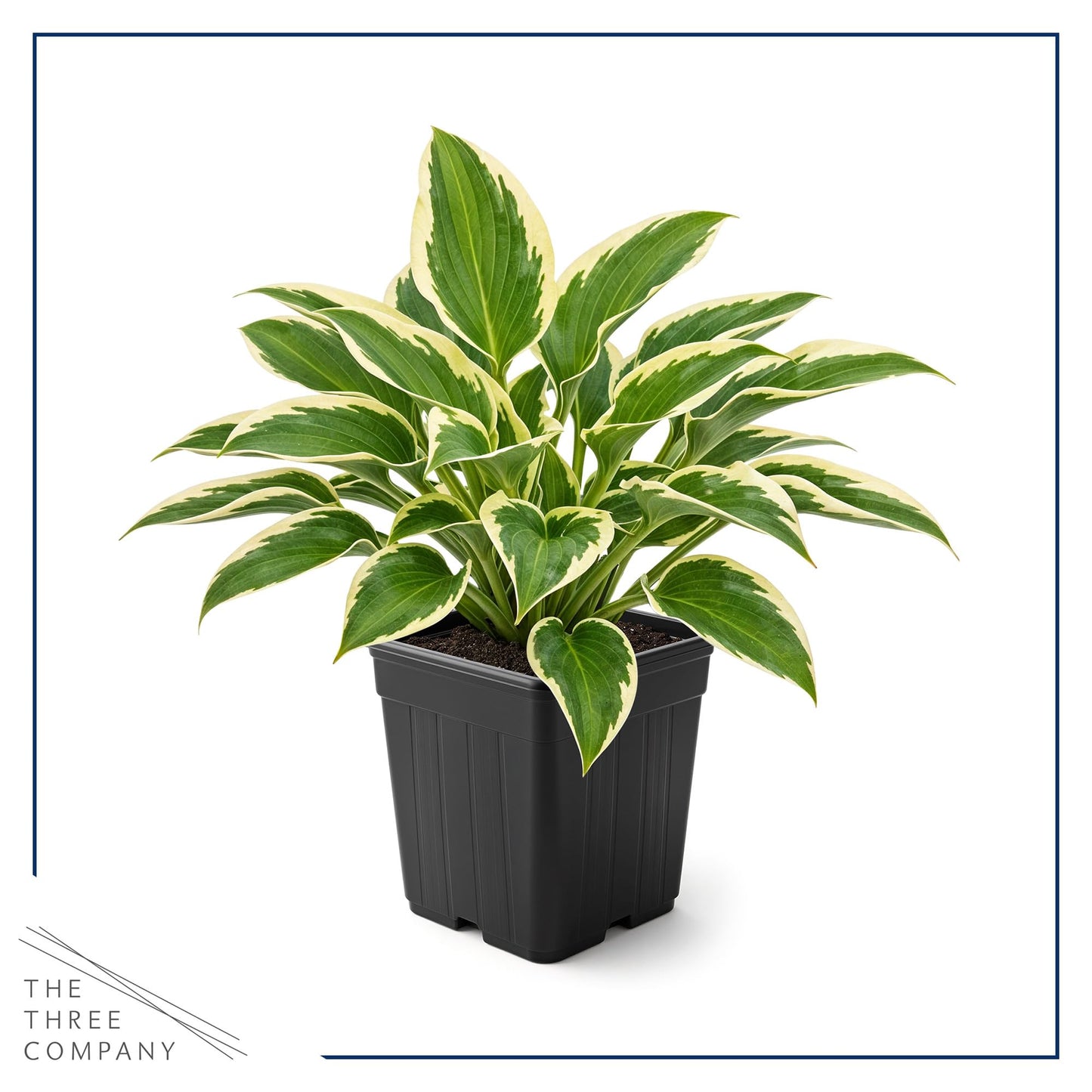 Live Perennial Hosta - So Sweet (3 Plants Per Pack) Beautiful Accent Plant, 10" Tall by 4" Wide in 1 Qt Pot