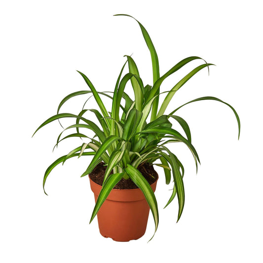 Spider Plant Hawaiian | Live Plant for Indoor & Outdoor | for Living Room, Office, Bathroom | (4" Pot)