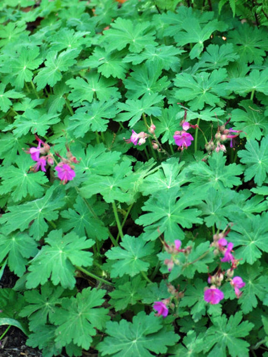 Perennial Farm Marketplace Geranium macrorrhizum 'Bevan's Variety' (Bigroot Geranium) Live Perennial, Size-Quart, Ground Cover, Spring Blooming Magenta Flowers, Zones 4-8