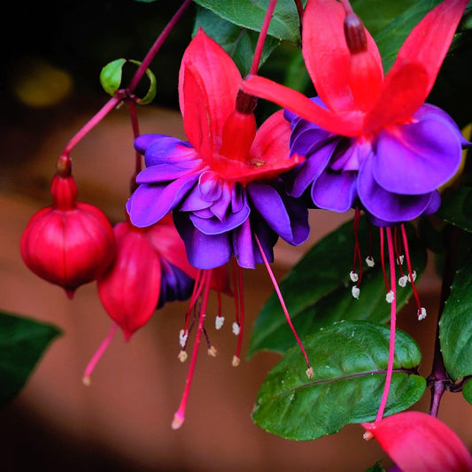 Fuchsia Plants Live, 2 Fuchsia Live Plants, 5 to 7 Inc, Fuchsia Plants, Purple Fuchsia Flower Plant, Easy to Plant Indoor, Outdoor