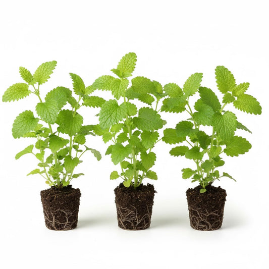 Pack 3 Lemon Balm Live Plants, 3-6" Tall Fragrant Herb Lemon Balm Plants for Garden Growing, No Pot, Well Rooted Starter Plants