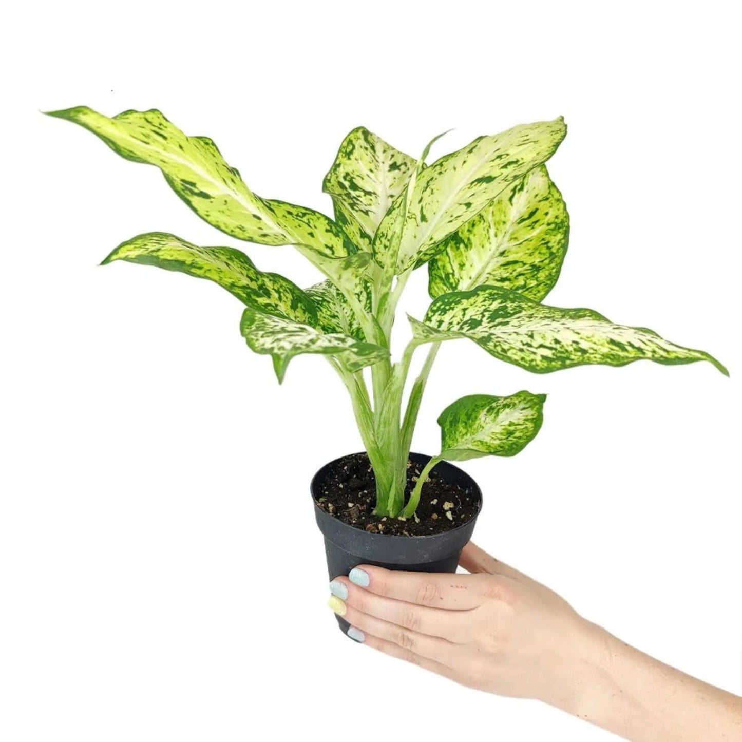 Dieffenbachia 'Dumb Cane' Live Indoor Houseplant, Variegated Green and White Tropical Foliage (Big Ceramic)