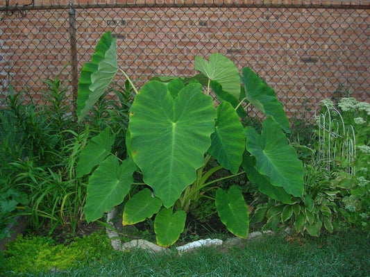 5 Live Bulbs Colocasia Esculenta Elephant Ear Taro Gabi Kalo Eddo Ready to Grow Leaves Tree Live Planting by Greenhouse PCA