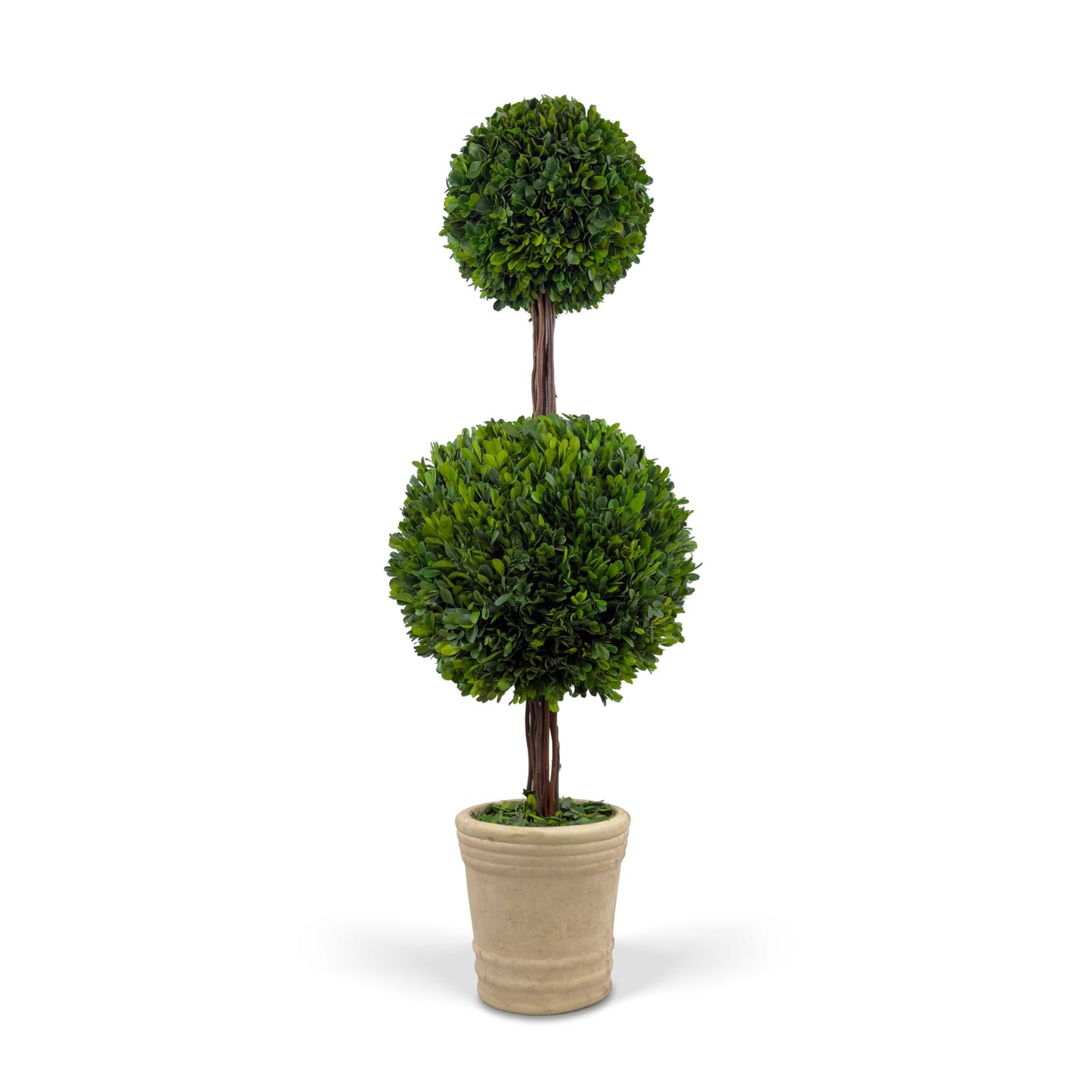 Shine Company Real Preserved Double-Ball Boxwood Topiary in Terracotta Pot (36" Tall/11 Wide)