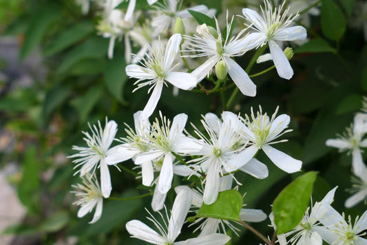 Clematis Sweet Autumn Paniculata - Live Plant in a 3.5 Inch Growers Pot - Bold and Beautiful Starter Flowering Vine Ready for The Garden