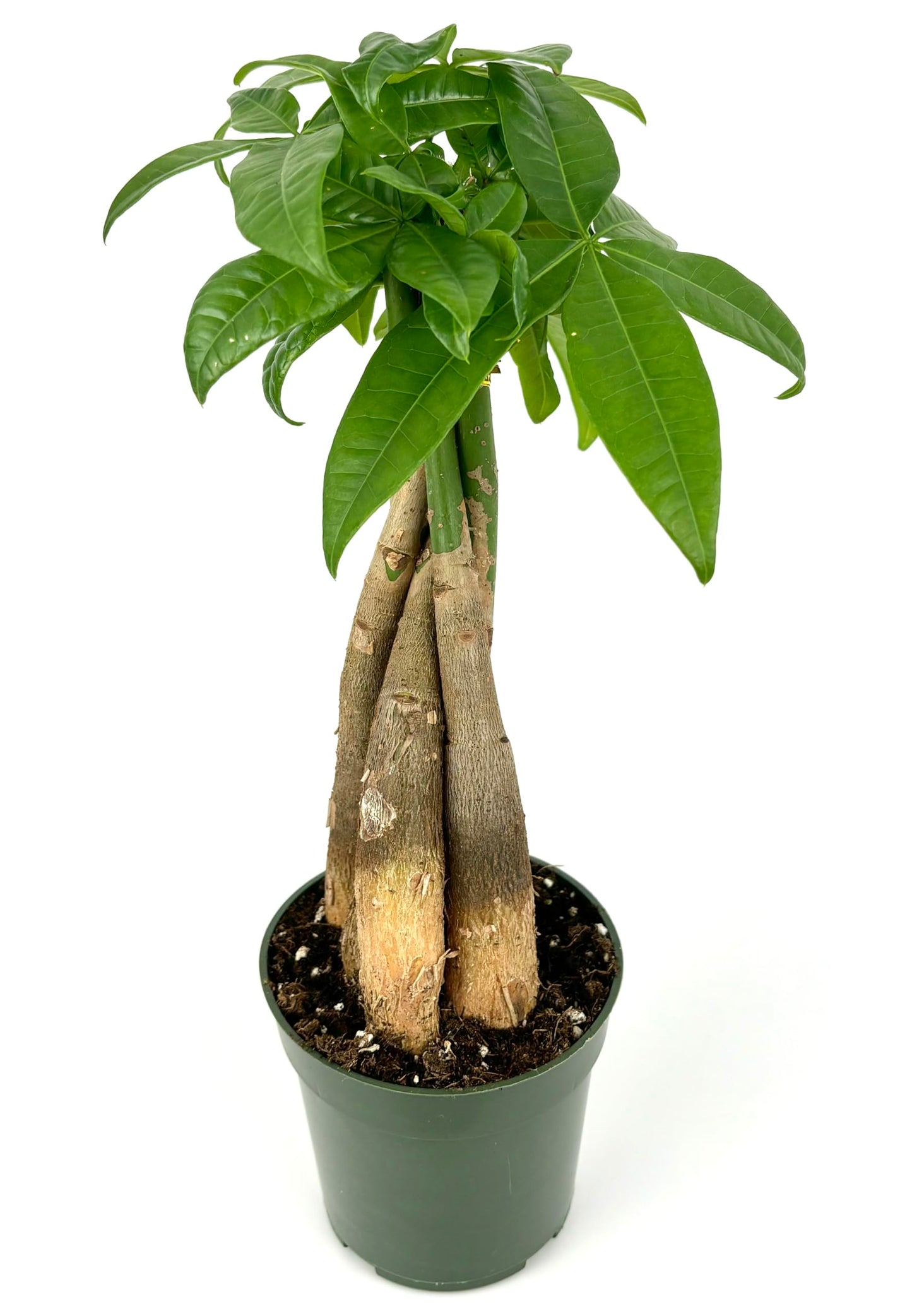Money Tree Braided Pachira Aquatica Live House Plant Feng Shui, 4" Pot