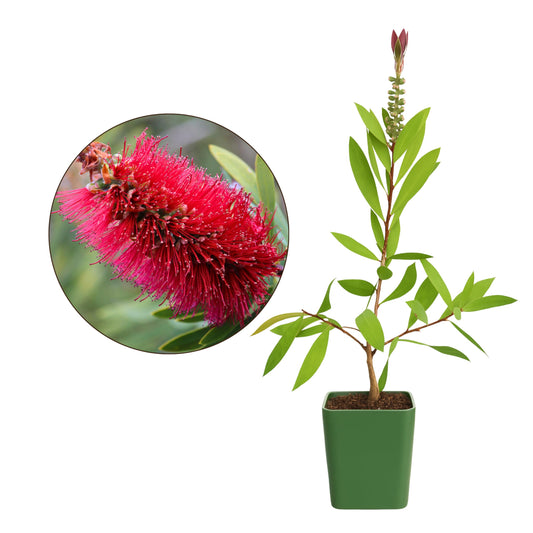 MYSHELFIE Red Bottlebrush Starter Plant Callistemon Citrinus 2 Inch Pot Evergreen Shrub Floral Live Plant Fire Resistant Landscape Outdoor Garden Plant (1)
