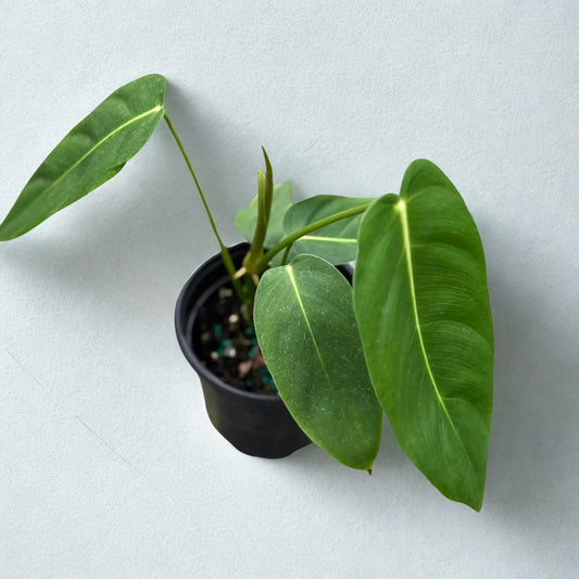 Philodendron Esmeraldense Narrow Large – Fully Rooted Exotic Philodendron Live Plant – Rare Tropical Indoor & Outdoor Houseplant – Ideal for Home Decor & Plant Lover Gifts (Heat Pack Included)