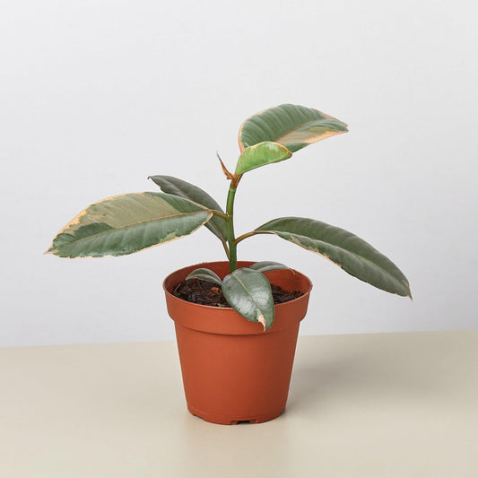 Ficus Elastica 'Ruby Pink' | Live Plant for Indoor & Outdoor | for Living Room, Office, Bathroom | (4" Pot)