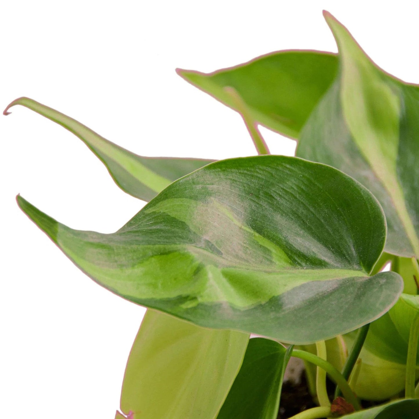 Philodendron 'Brasil' in 6in Pot - Live Tropical Houseplant - Easy to Grow | Air Purifying | Variegated | USA Growers | The Snobby Leaf