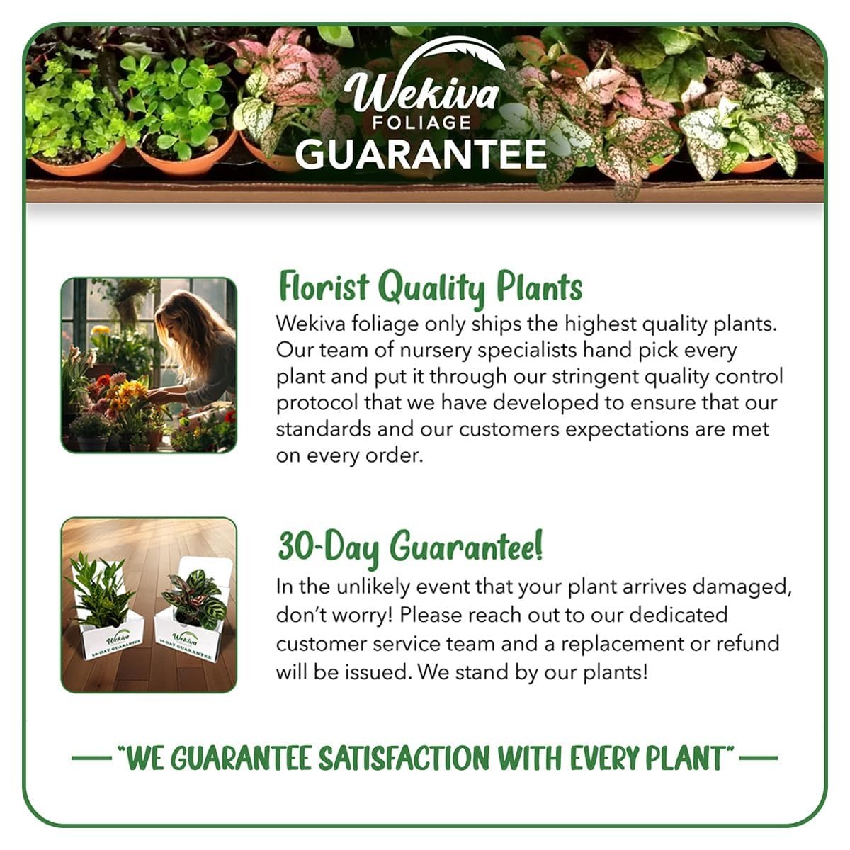 Pinstripe Calathea - 2 Live Starter Plants - Calathea Ornata - Beautiful Easy Care Vining Indoor Houseplant