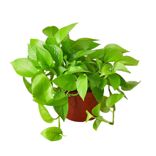 Pothos 'Neon' | Live Plant for Indoor & Outdoor | for Living Room, Office, Bathroom | (6" Pot)