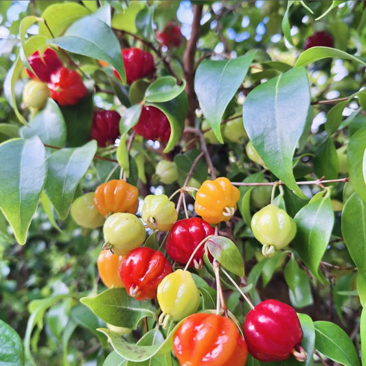 Surinam Cherry Live Plants, Sweet Fruit Tree, Cherry Bush 4-6'' Tall, Edible Fruit Tree for Garden Planting