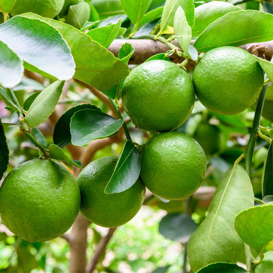Live Plant - Persian/Tahiti/Bearss Lime Tree - 12-15" Live Plant - 5" Pot - Citrus latifolia