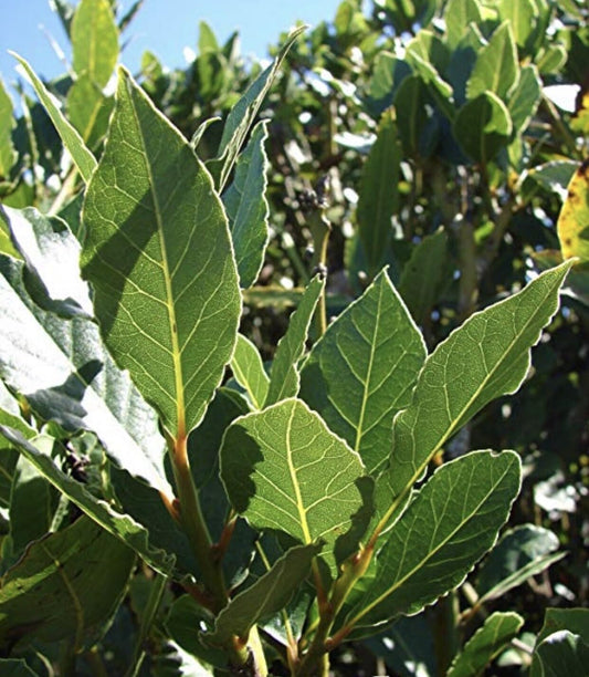 Live Plant - 5 Sweet Laurel Bay Tree Plant Cuttings