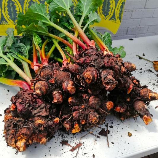 5 L Size Rhubarb Plants for Planting, Fast-Growing Rhubarb Crowns Root Division Plant, High Yield, Rich Flavor, Red Stalks