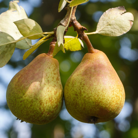 9 Months Old Pear Tree Live Plant for Spring Planting, Sugar Sweet Pears 8-10 Inches in Tall, No Pot, Dormant in Winter, No Leaf, Cold Hardy Pear Home Orchard Yard