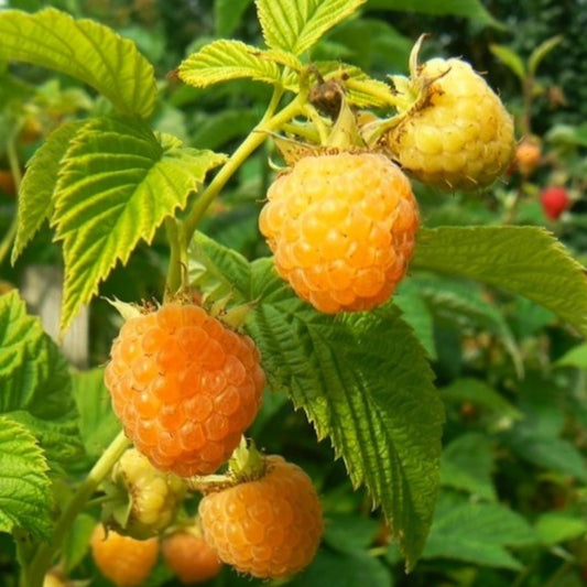 Raspberry Plant Live for Planting, Raspberry Bush Live Plant 6 to 10 Inch Tall, Sweet Raspberries Fruit (Yellow Raspberry)
