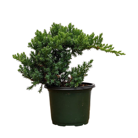 Healthy Juniper Outdoor Bonsai Tree - Easy to Care for, Responds Well to Wiring and Reshaping, Strictly an Outdoor Tree (Not Sold in California)