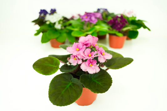 Optimara African Violet (1 Plant) Live Indoor Flowering Houseplant, 4 Inch Grower's Choice, Assorted Varieties and Colors