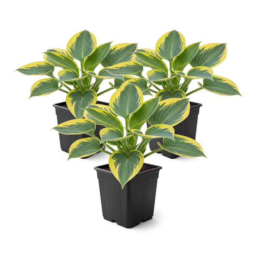Live Perennial Hosta - First Frost (3 Plants Per Pack) Beautiful Accent Plant, 10" Tall by 4" Wide in 1 Qt Pot