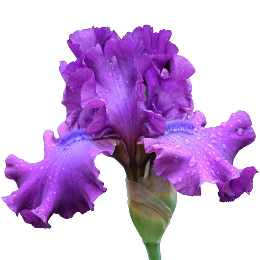 Swingtown Bearded Iris Plant Potted, Fragrant Hot Pink and Purple Flowers, Stargazer Perennials
