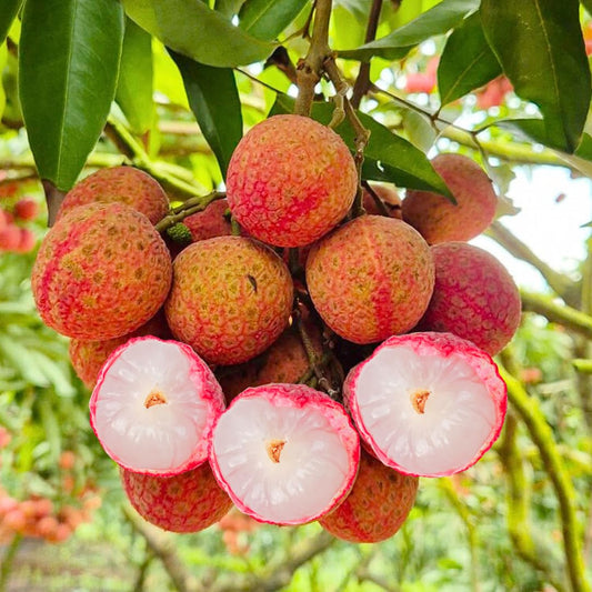 Live Sweetheart Lychee Fruit Tree, Perennial Tropical Lychee Fruit Trees, 3-4 Feet Tall in 3 Gallon Pot for Oudoor Garden, No Ship to CA
